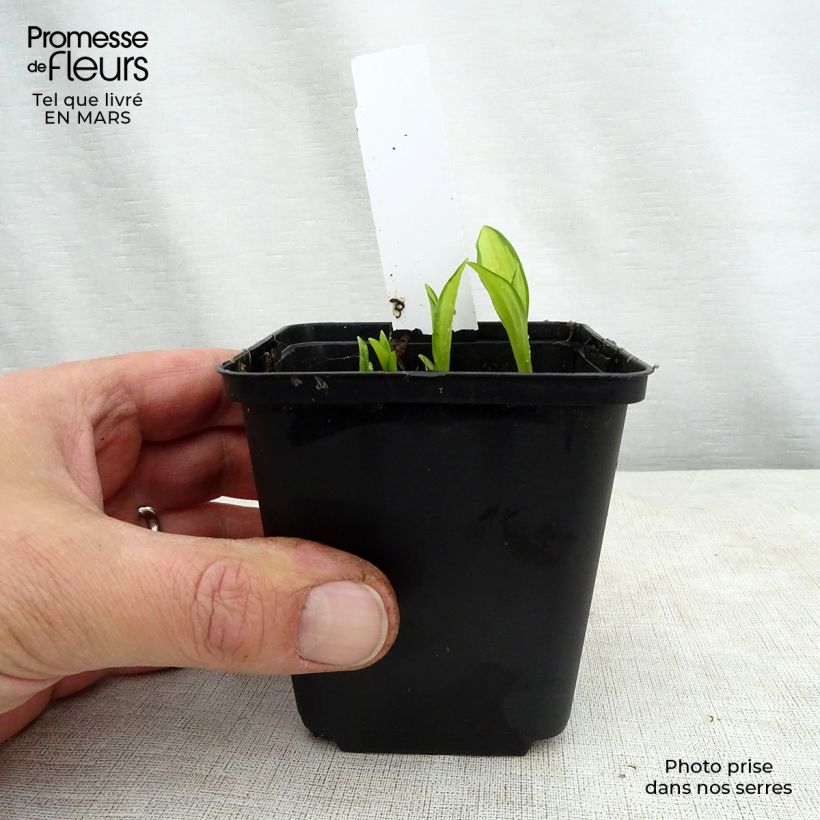Hosta sieboldii Silver Kabitan  Godet de 8/9 cm Ejemplar entregado en la primavera