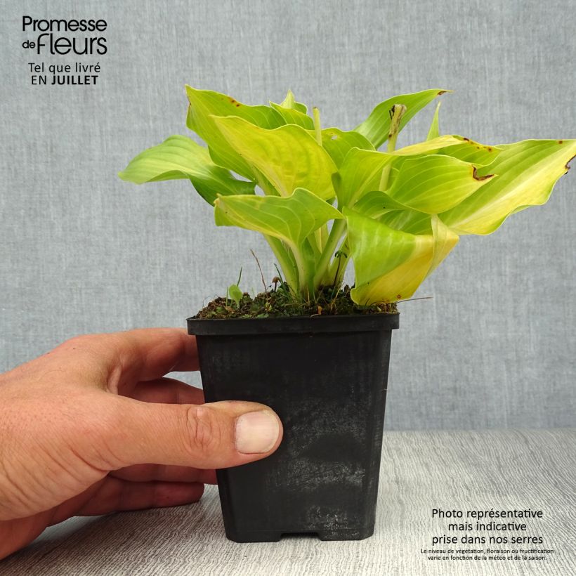 Ejemplar de Hosta undulata Mediovariegata Maceta de 8/9 cm entregado en verano