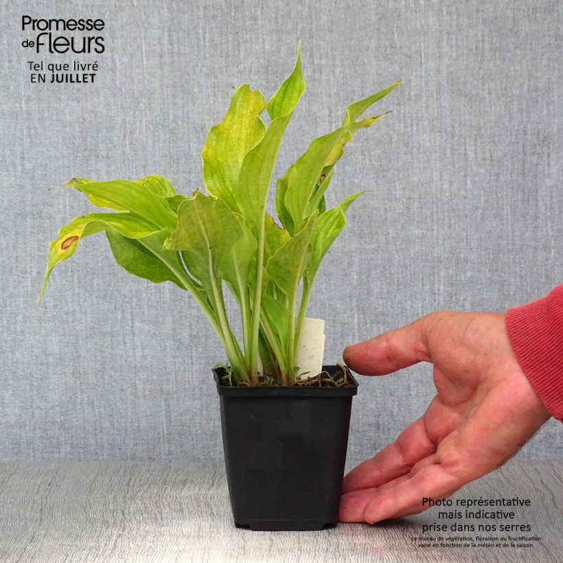 Ejemplar de Hosta ventricosa Godet de 9cm entregado en verano