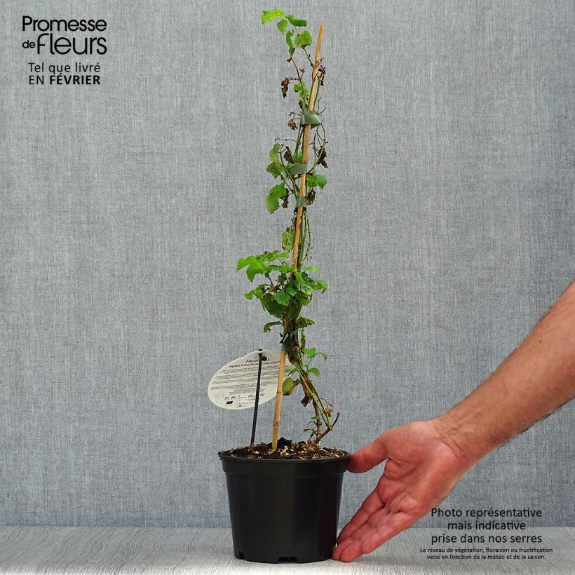 Ejemplar de Lúpulo Prima Donna - Humulus lupulus Maceta 1,5L/2L entregado en otoño