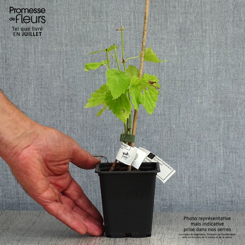 Ejemplar de Lúpulo - Humulus lupulus Maceta de 8/9 cm entregado en verano