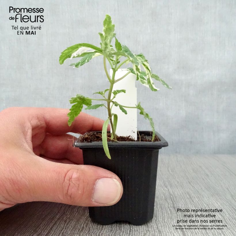 Humulus japonicus Variegatus - Lúpulo japonés Maceta de 8/9 cm Ejemplar entregado en la primavera