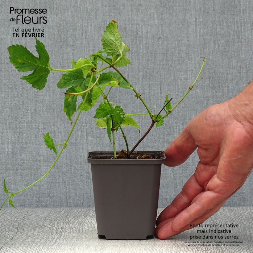 Ejemplar de Lúpulo Magnum - Humulus lupulus Maceta 2L/3L entregado en otoño