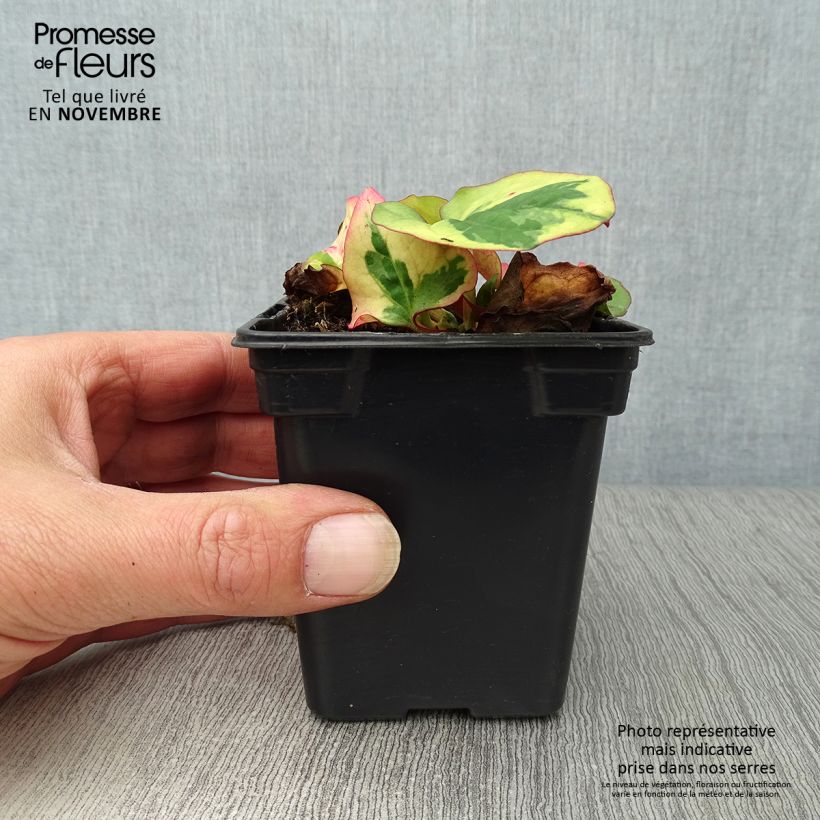 Ejemplar de Houttuynia cordata Chameleon - Hierba del pescado Maceta de 7/8 cm entregado en otoño