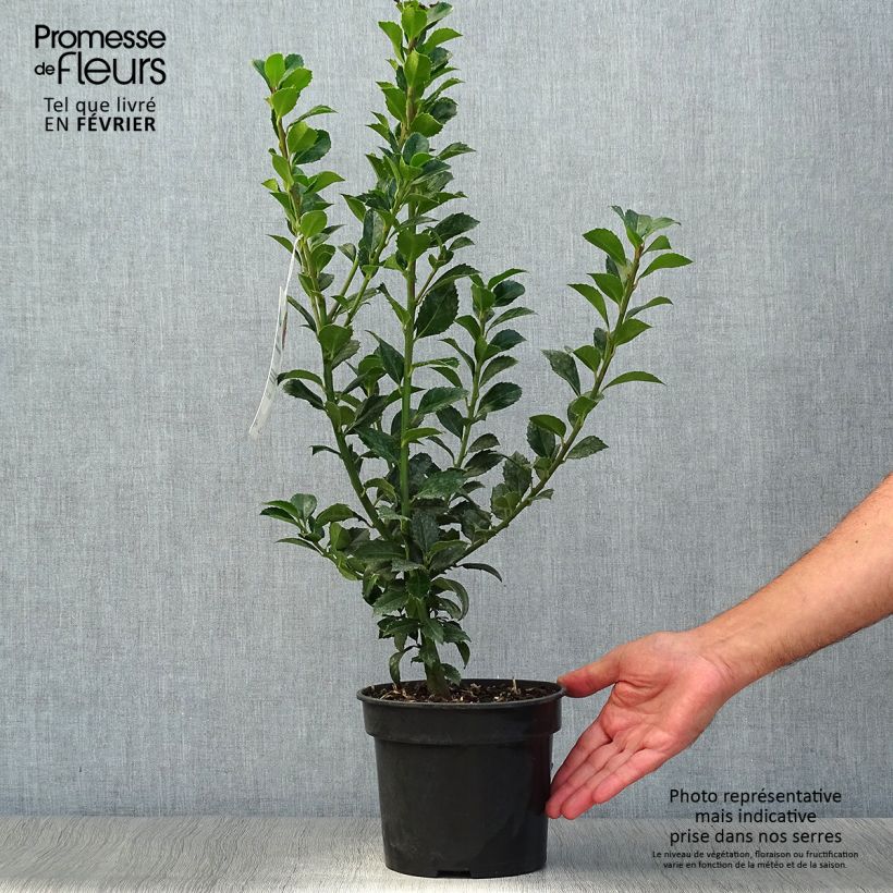 Ejemplar de Acebo azul Heckenfee - Ilex meserveae Maceta 2L/3L entregado en otoño