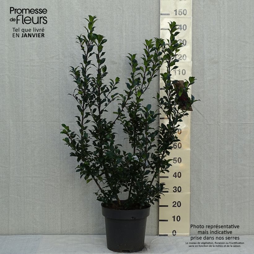 Ilex meserveae Mesid - Acebo azul Maceta 12L/15L Ejemplar entregado en invierno