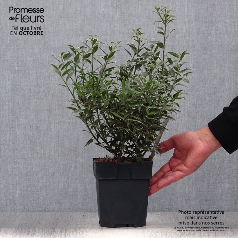 Ejemplar de Ilex aquifolium Myrtifolia - Acebo Maceta 2L/3L entregado en otoño