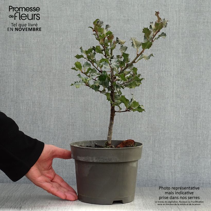 Ejemplar de Ilex meserveae Blue Angel - Acebo azul Maceta 2L/3L entregado en otoño