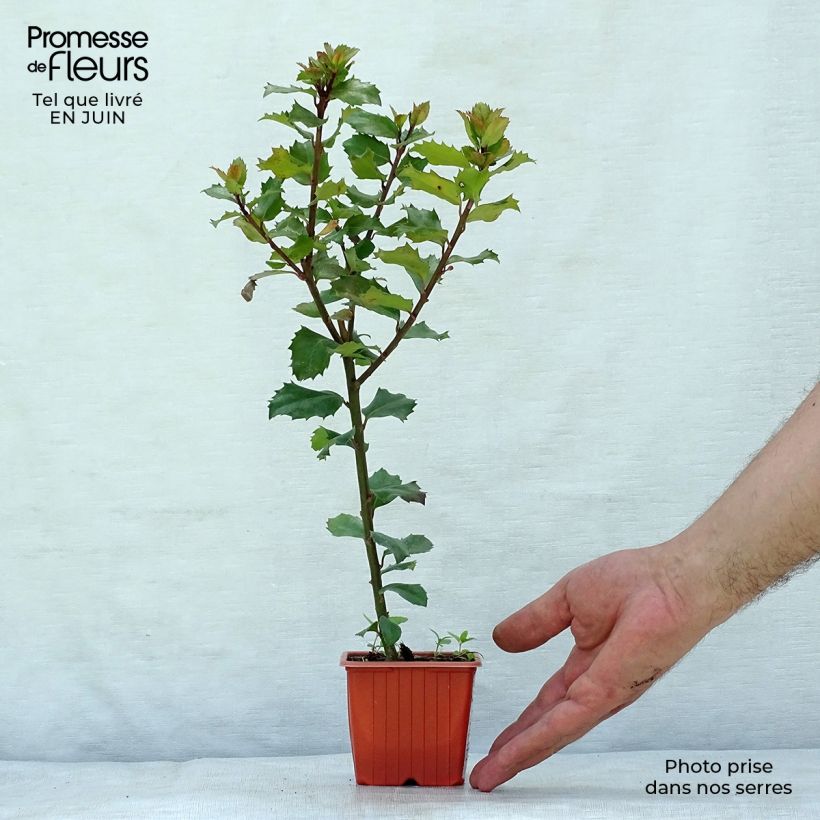 Ejemplar de Ilex meserveae Blue Prince - Acebo azul Maceta de 8/9 cmAltura de entrega aprox. 10/15cm entregado en verano