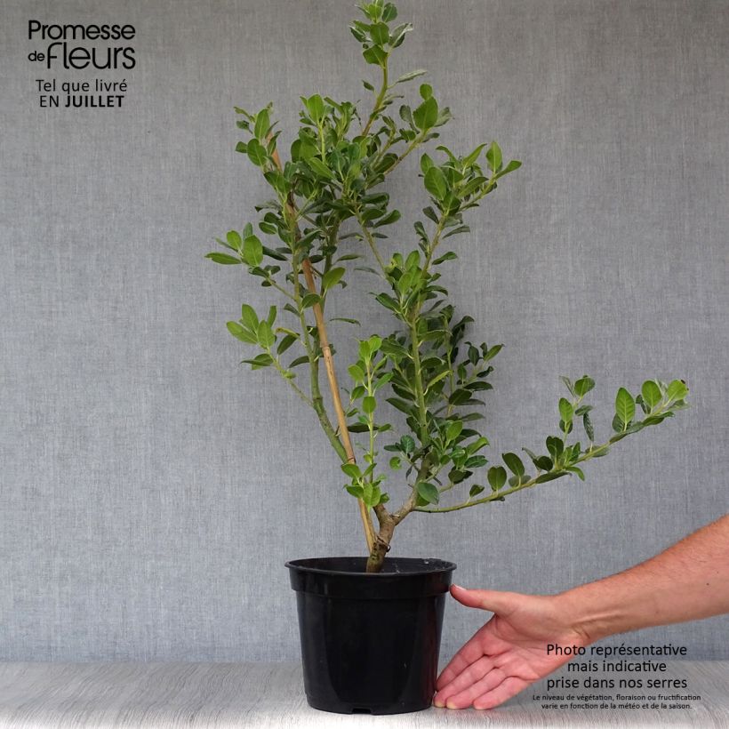 Ejemplar de Acebo JC Van Tol - Ilex aquifolium Maceta 2L/3LAltura de entrega aprox. 40/60cm entregado en verano