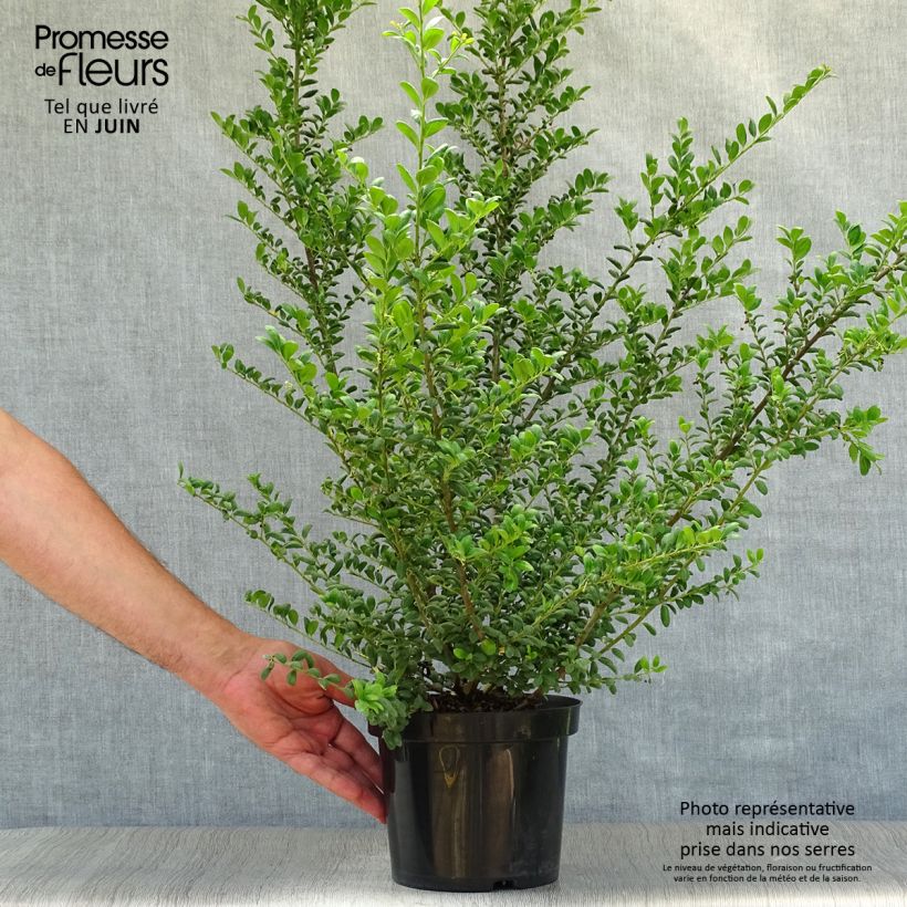 Ejemplar de Acebo japonés Convexa - Acebo japonés Maceta 2L/3LAltura de entrega aprox. 40/50cm entregado en verano