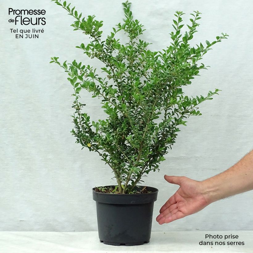 Ejemplar de Acebo japonés Convexa - Acebo japonés Maceta 4L/5LAltura de entrega aprox. 60+cm entregado en verano
