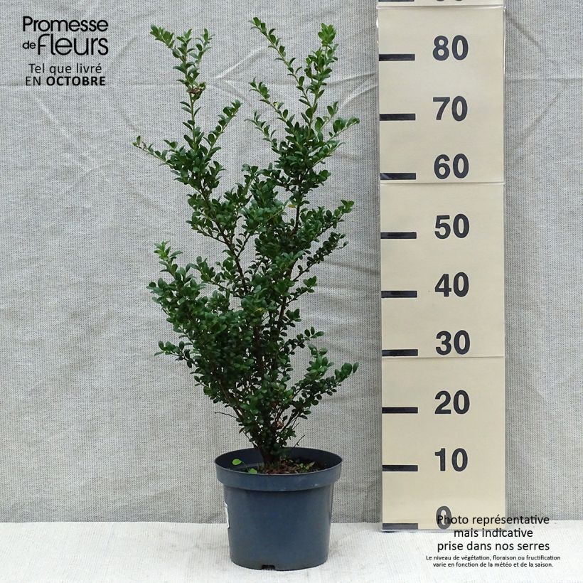 Ejemplar de Acebo japonés Convexa - Acebo japonés Maceta 4L/5L entregado en otoño