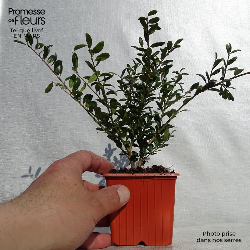 Acebo japonés Convexa - Acebo japonés Maceta de 8/9 cmAltura de entrega aprox. 10/15cm Ejemplar entregado en la primavera