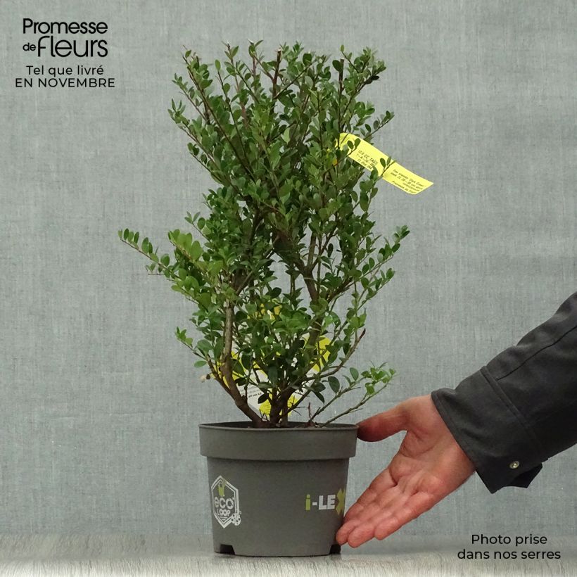 Ejemplar de Acebo japonés Dark Green - Ilex crenata Maceta 2L/3L entregado en otoño