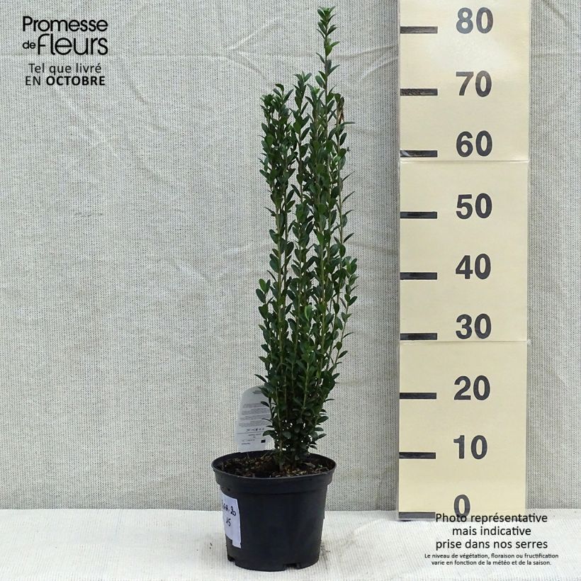 Ejemplar de Acebo japonés Fastigiata - Ilex crenata Maceta 3L/4L entregado en otoño
