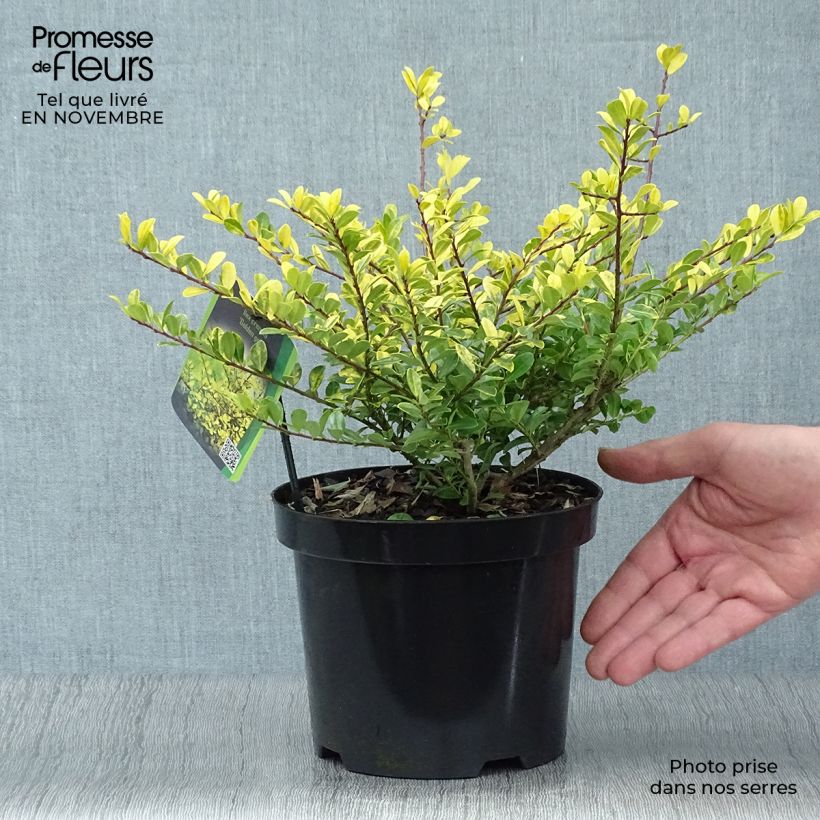 Ejemplar de Acebo japonés Golden Gem - Ilex crenata Maceta 2L/3L entregado en otoño