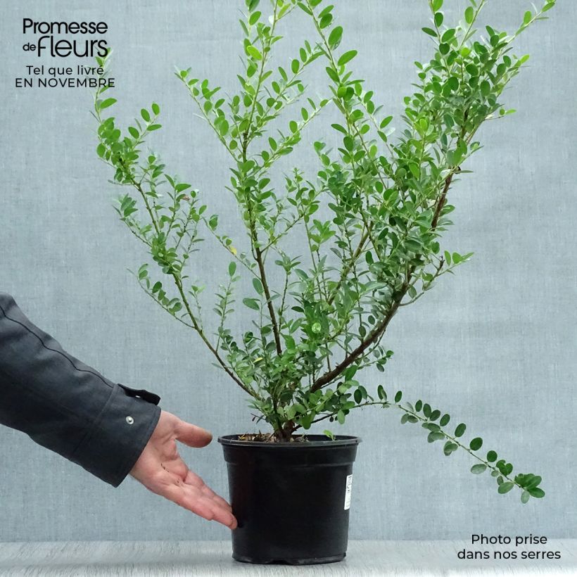 Ejemplar de Acebo japonés Green Hedge - Ilex crenata Maceta 2L/3L entregado en otoño