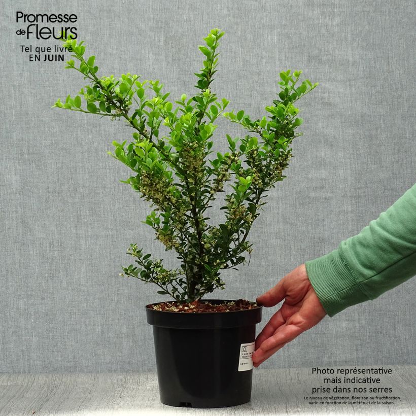 Ejemplar de Acebo japonés Green Hedge - Ilex crenata Maceta 2L/3L entregado en verano