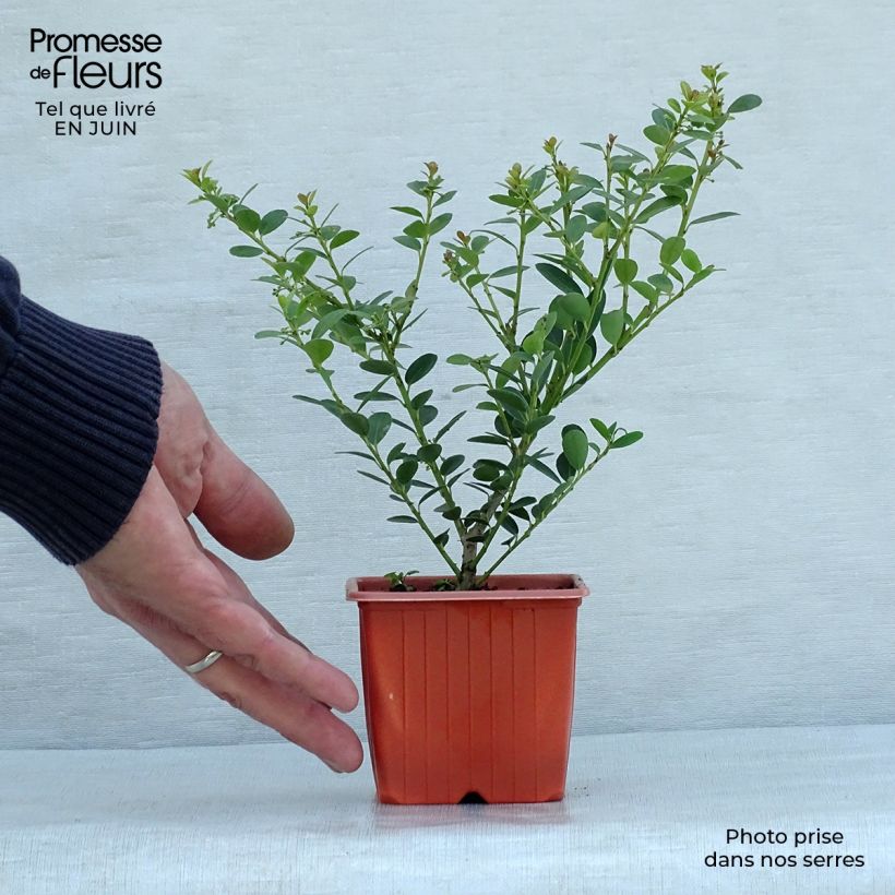 Ejemplar de Acebo japonés Green Hedge - Ilex crenata Maceta de 8/9 cm entregado en verano