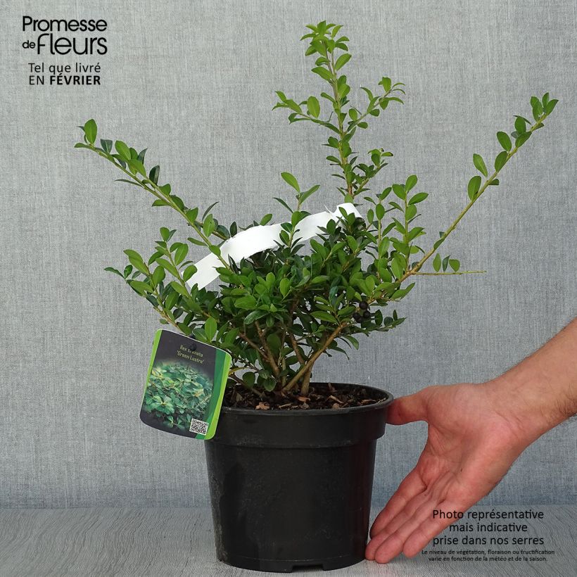 Ejemplar de Acebo japonés Green Lustre - Ilex crenata Maceta 2L/3L entregado en otoño
