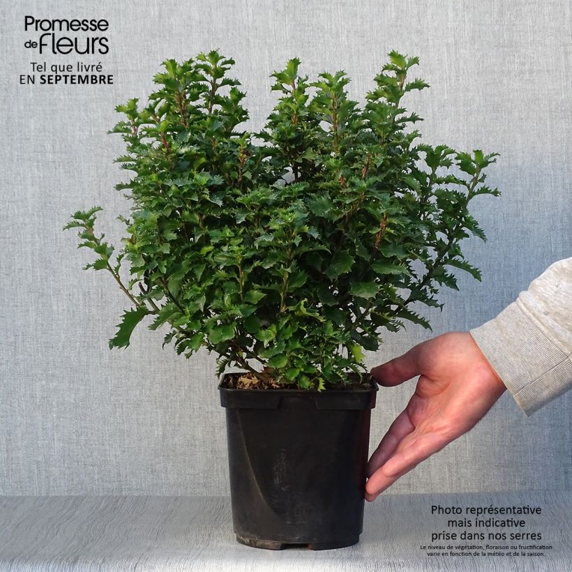 Ejemplar de Ilex meserveae Little Rascal - Acebo azul Maceta 3L/4L entregado en otoño