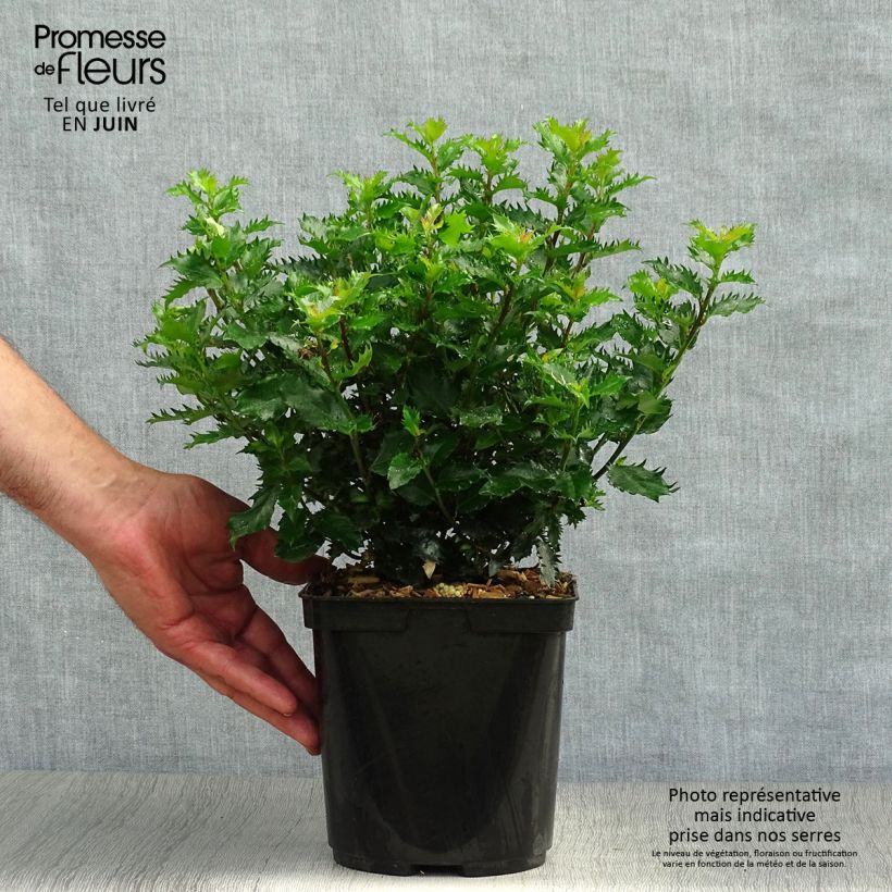 Ejemplar de Ilex meserveae Little Rascal - Acebo azul Maceta 3L/4LAltura de entrega aprox. 30/40cm entregado en verano