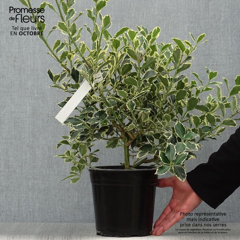 Ejemplar de Ilex aquifolium Argenteomarginata - Acebo Maceta 2L/3L entregado en otoño