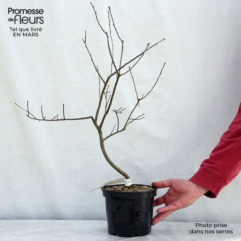 Ilex verticillata Southern Gentleman - Acebo Maceta 3L/4L Ejemplar entregado en invierno