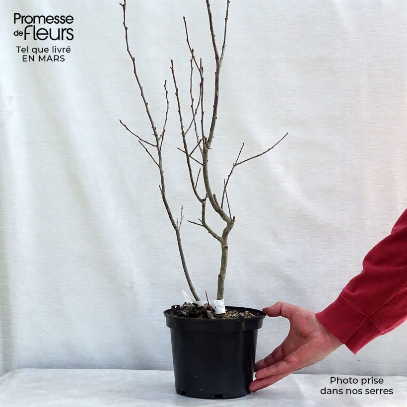 Ilex verticillata Maryland Beauty - Acebo Maceta 3L/4L Ejemplar entregado en invierno