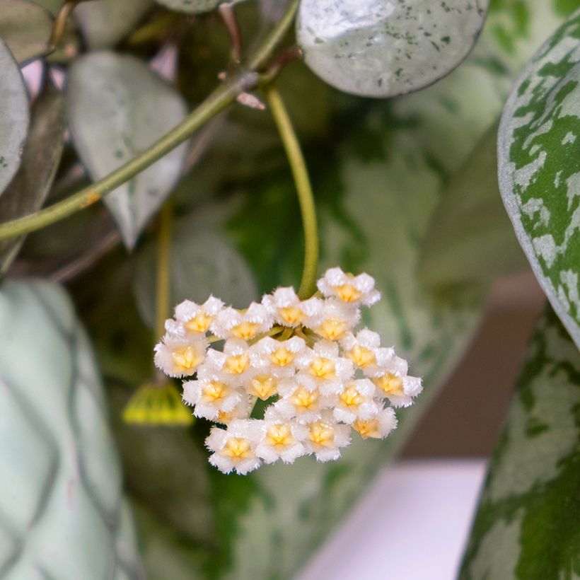Hoya Eskimo (Floración)