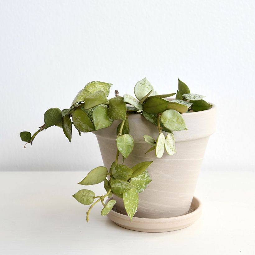 Hoya Eskimo (Porte)