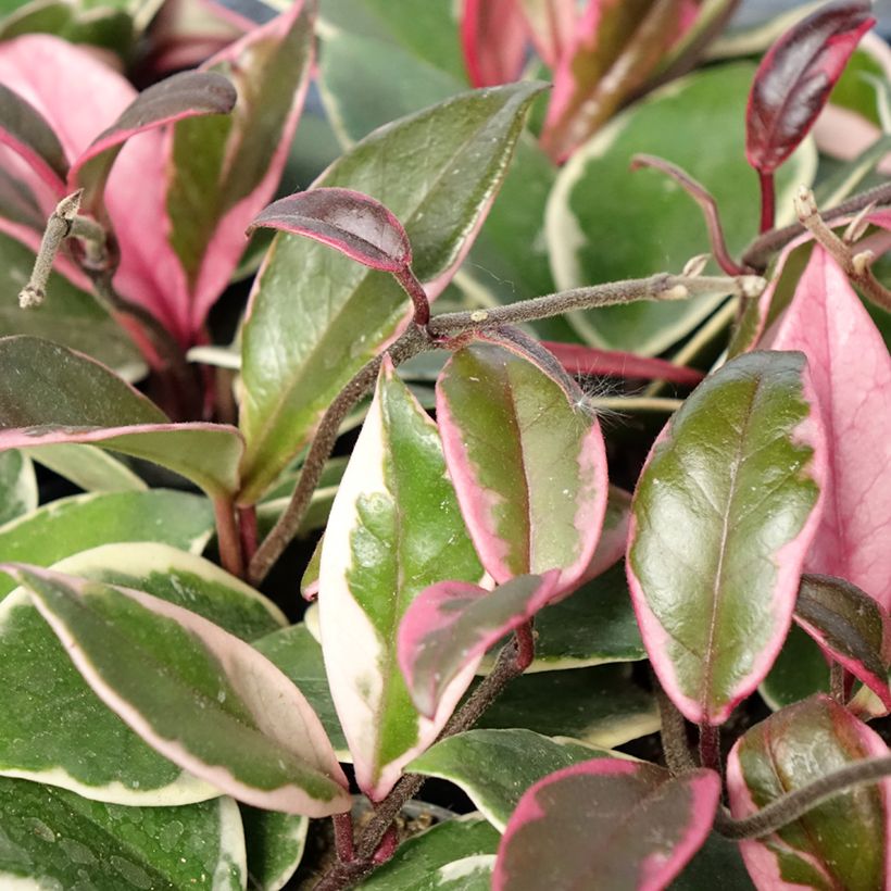Hoya Flamingo Dream (Follaje)