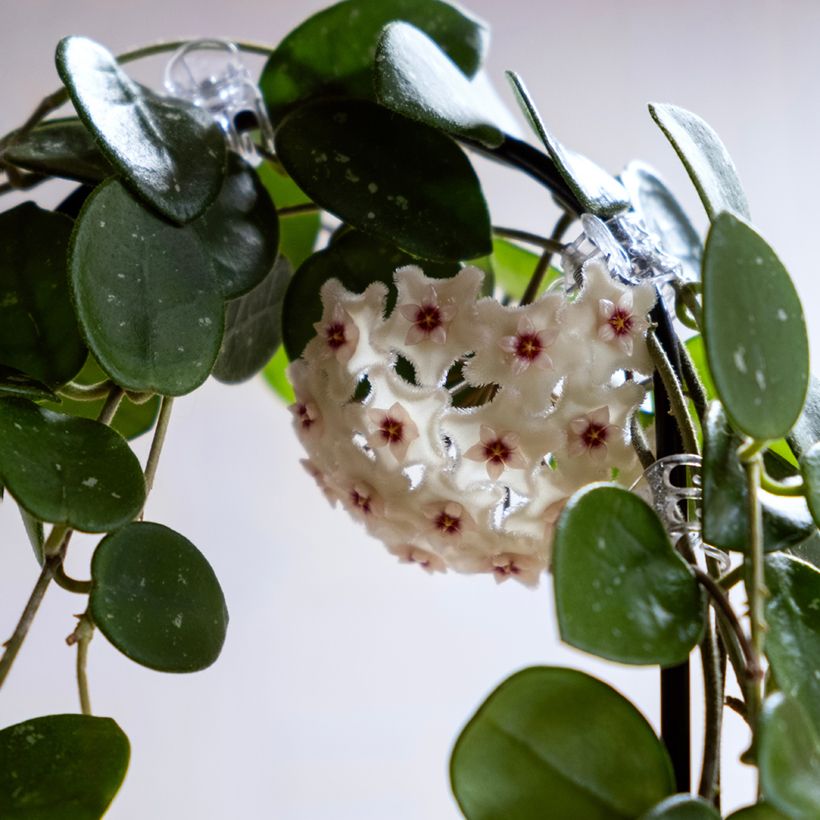 Hoya Mathilde Splash (Floración)