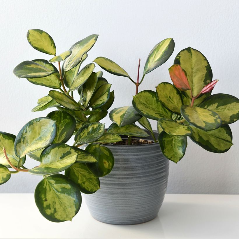 Hoya australis Tricolor (Porte)