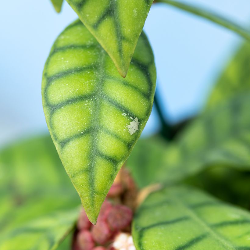 Hoya callistophylla (Follaje)