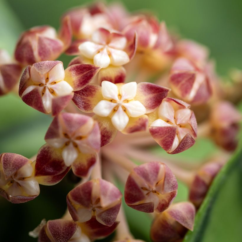Hoya callistophylla (Floración)