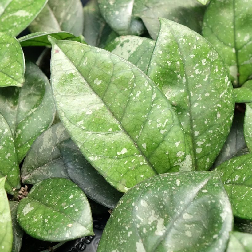 Hoya callistophylla Sabah (Follaje)