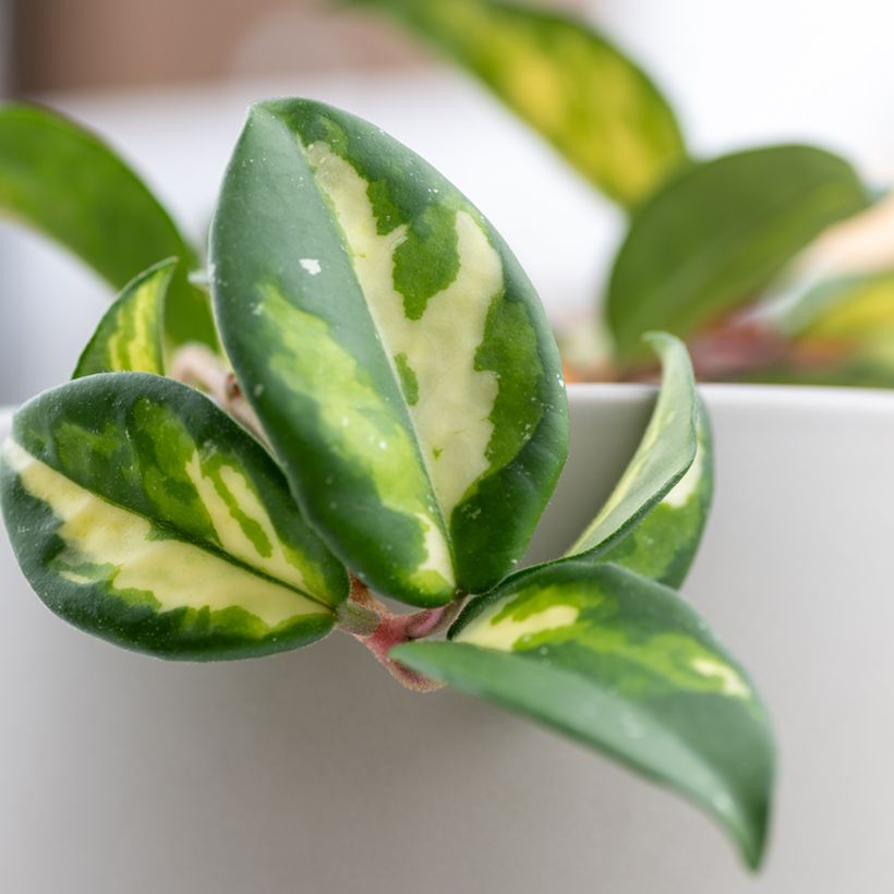 Hoya carnosa Tricolor (Follaje)