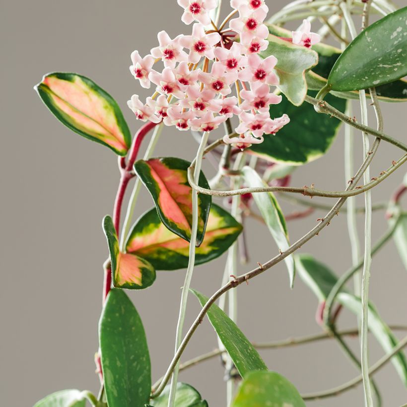 Hoya carnosa Tricolor (Floración)