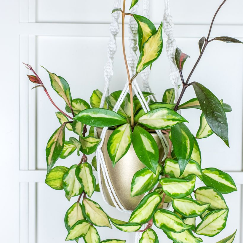 Hoya carnosa Tricolor (Porte)