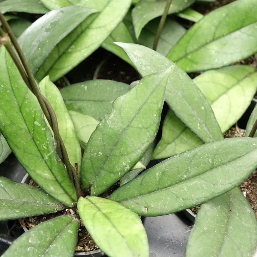Hoya crassipetiolata (Follaje)