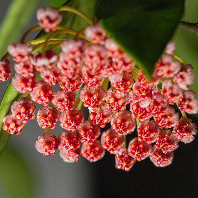 Hoya gracilis (Floración)