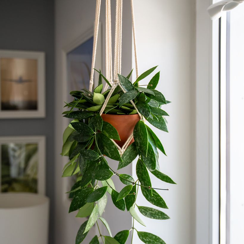 Hoya gracilis (Porte)