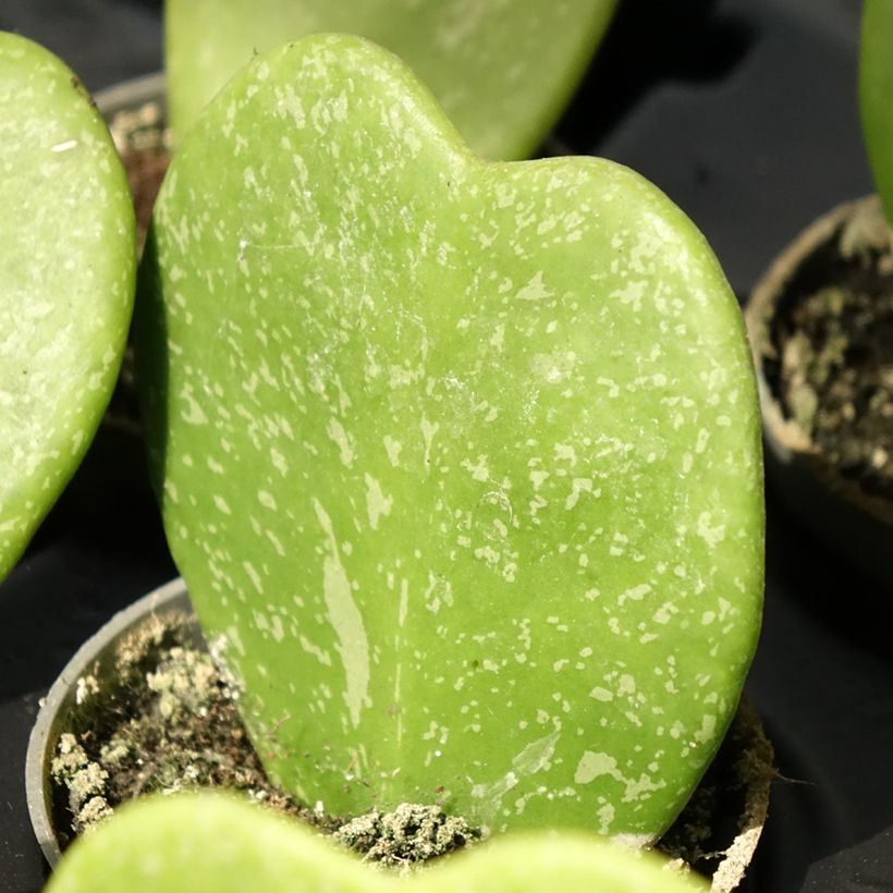 Hoya kerrii Splash - Planta corazón (Follaje)