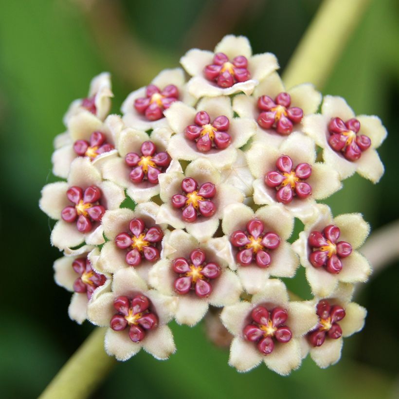 Hoya kerrii Variegata - Planta corazónnachée (Floración)
