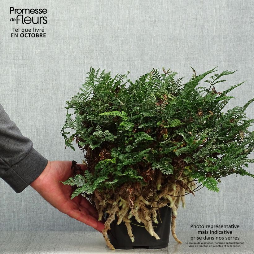 Ejemplar de Humata tyermannii - Helecho pata de conejo Maceta de 12 cm / 13 cm entregado en otoño