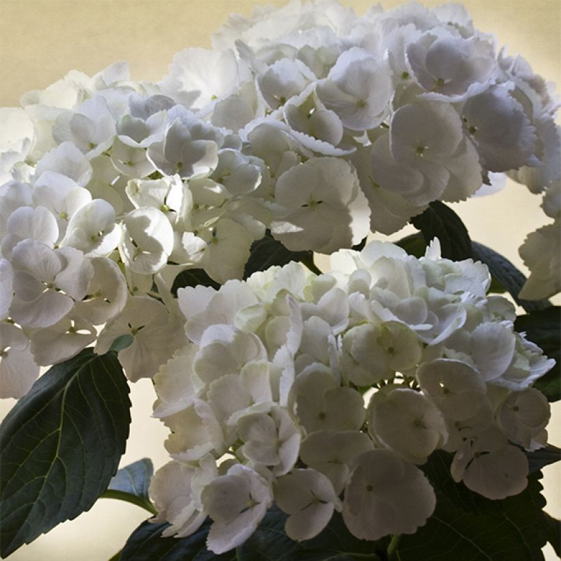 Hortensia macrophylla Magical Pearl - Hydrangea (Floración)