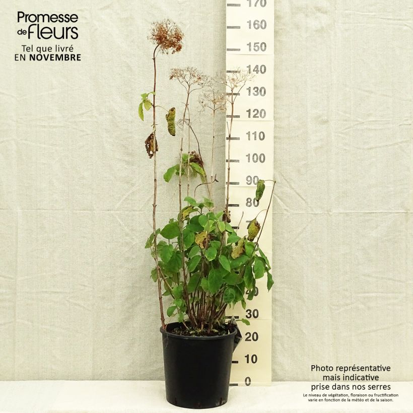Ejemplar de Hortensia arborescens Strong Annabelle Maceta 7,5L/10L entregado en otoño