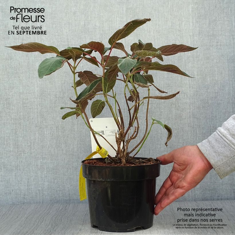 Ejemplar de Hortensia aspera Hot Chocolate - Hydrangea Maceta 3L/4L entregado en otoño